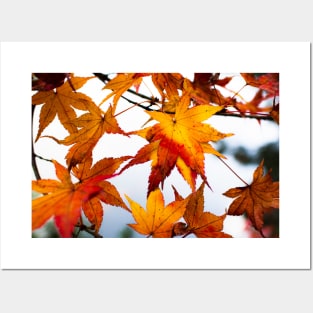 Photography - Japanese fall Posters and Art